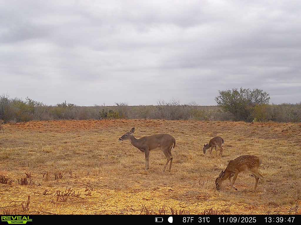 0 County Road 203 Bruni, TX 78344 - Photo 36 of 40 a view of lake with mountain