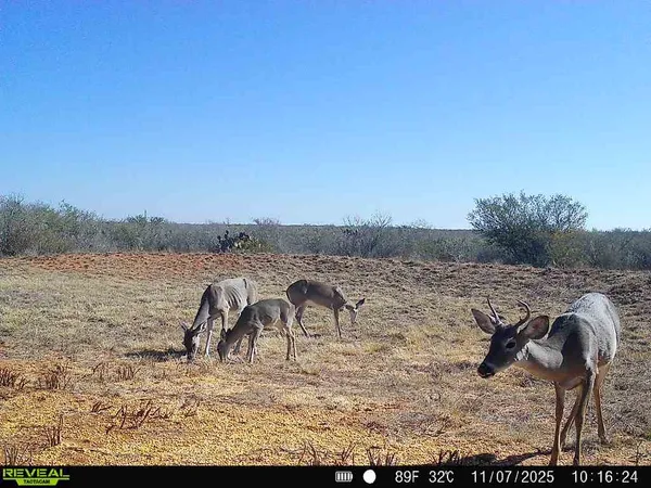 $159,900 | 0 County Road 203, Bruni, TX 78344