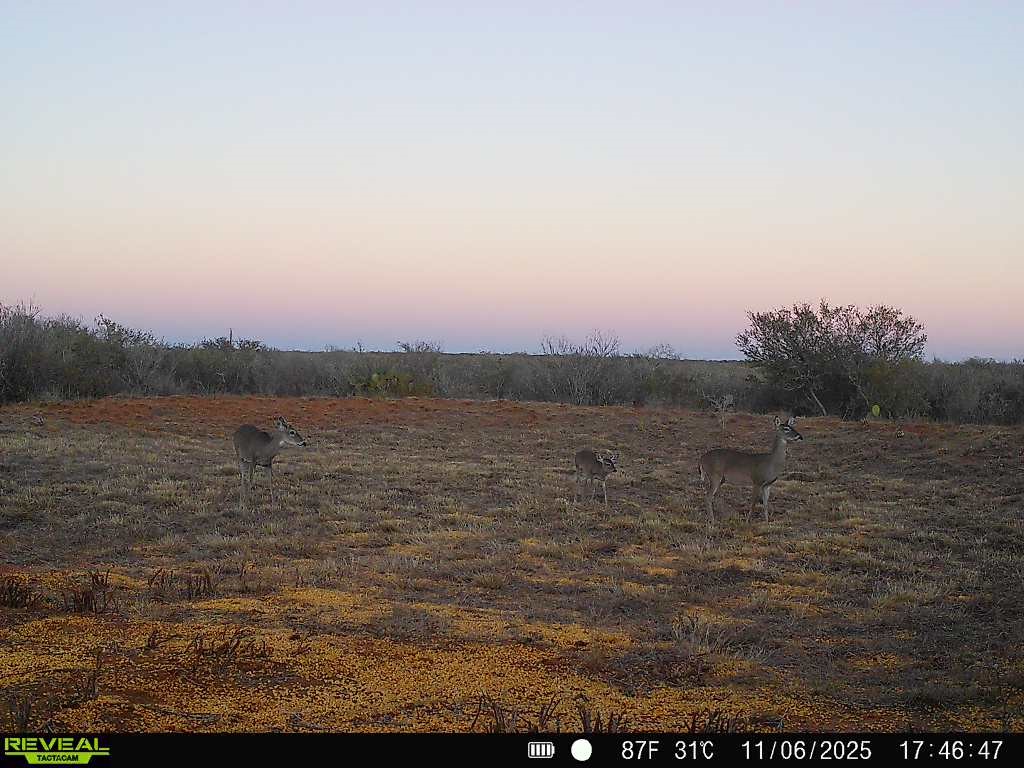 0 County Road 203 Bruni, TX 78344 - Photo 40 of 40 a view of a lake view