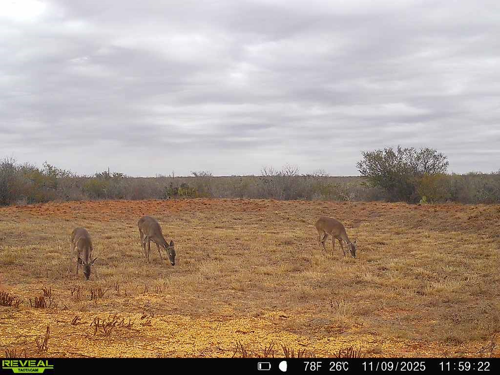 0 County Road 203 Bruni, TX 78344 - Photo 4 of 40 a view of a lake view