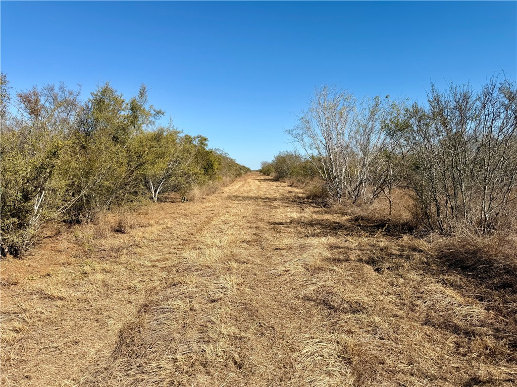 0 County Road 203 Bruni, TX 78344 - Photo 9 of 40 a view of a yard with a tree