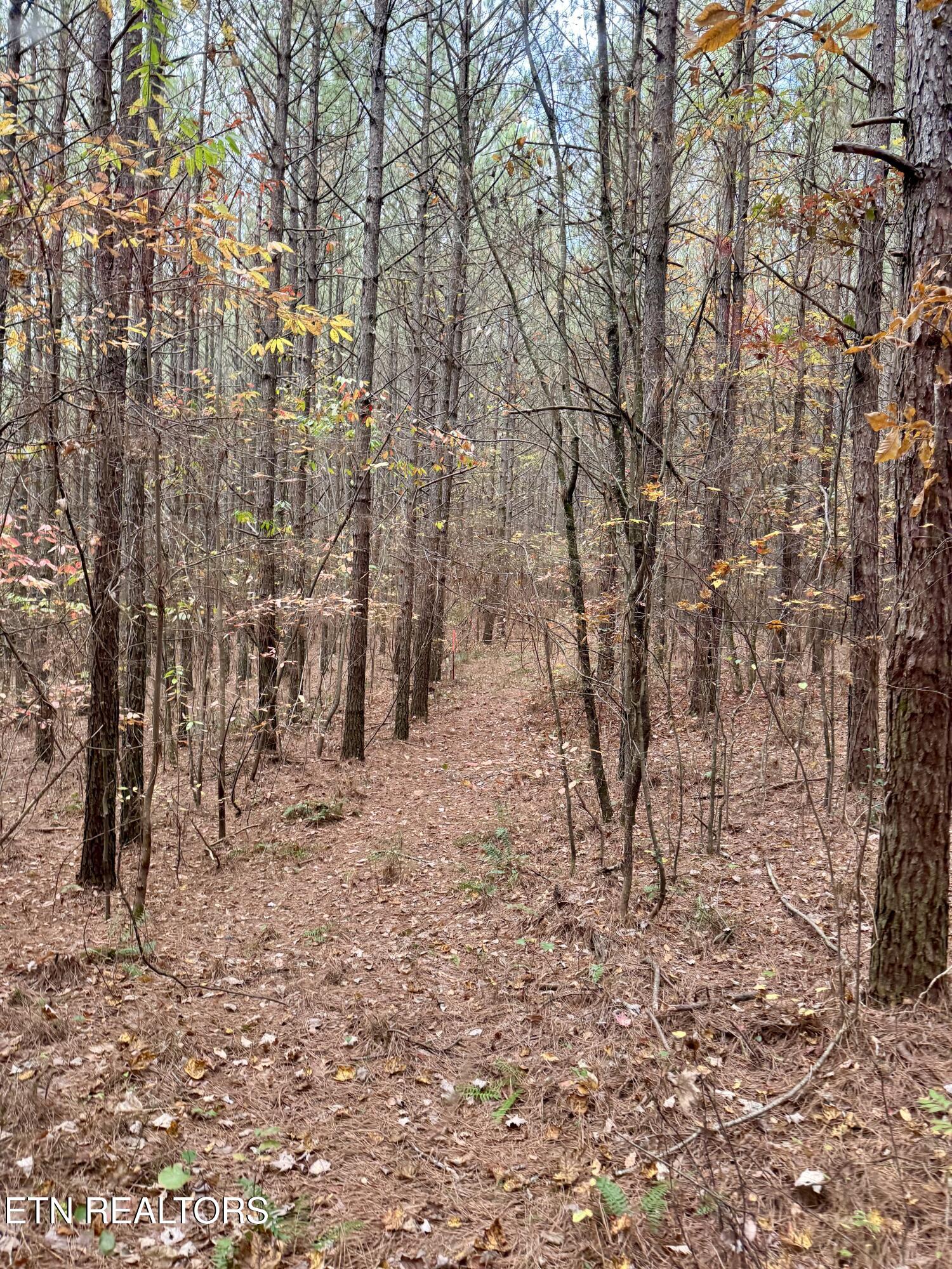 Airport Road Oakdale, TN 37829 - Photo 2 of 6 IMG_5262