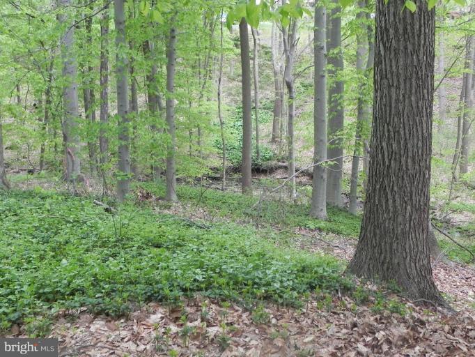 1111 Fox Den Road Bel Air, MD 21014 - Photo 25 of 30 Serene and secluded view from rear yard.