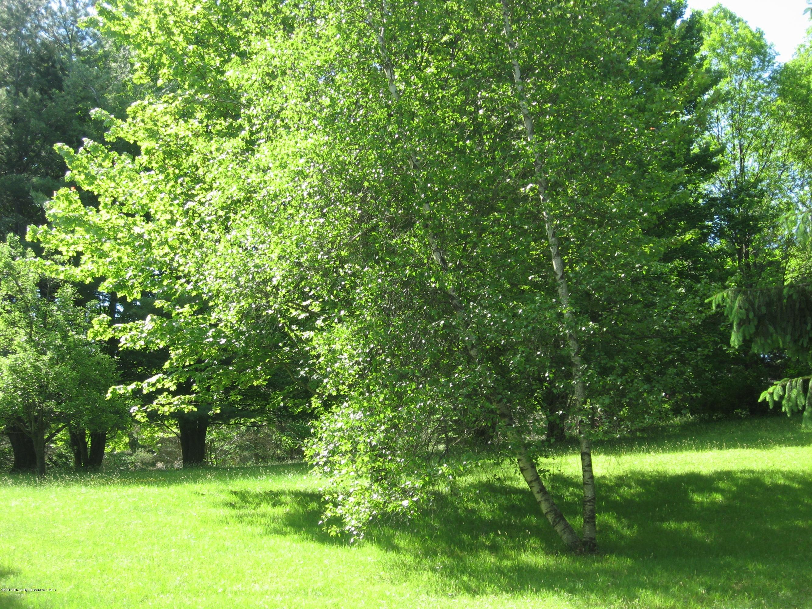 Raylean Road Montrose, PA 18801 - Photo 6 of 7 White Birtch & apple tree