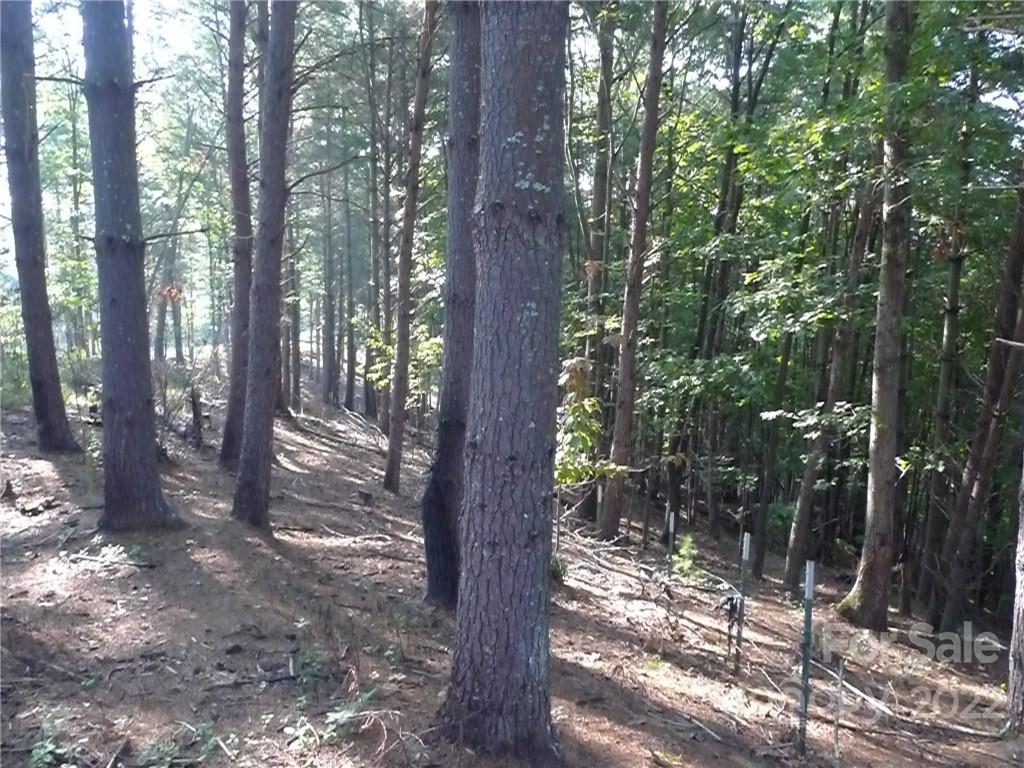 27 West Point Drive, Unit 121 Nebo, NC 28761 - Photo 15 of 21 a view of forest