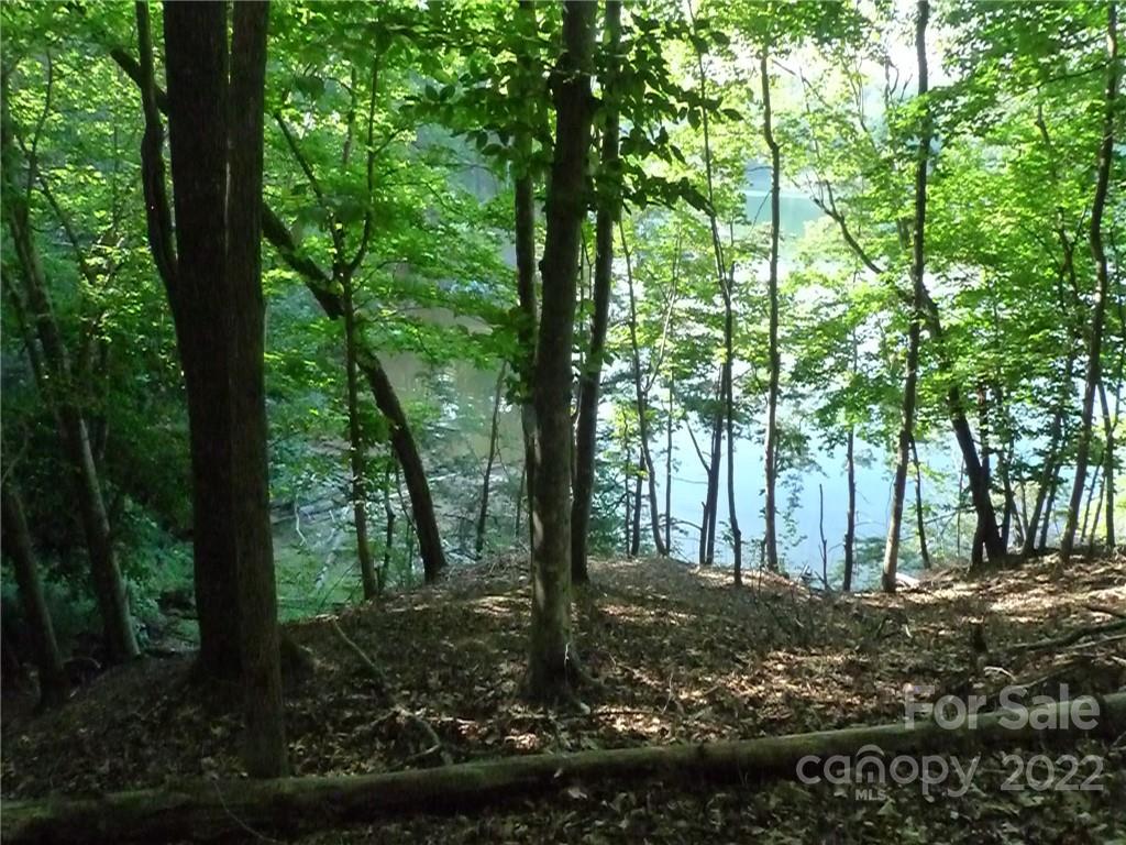 27 West Point Drive, Unit 121 Nebo, NC 28761 - Photo 18 of 21 a view of a forest filled with trees