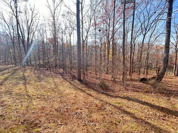 a view of a backyard with large trees
