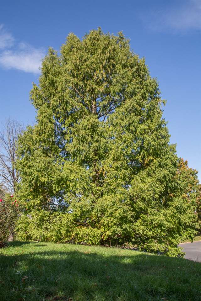 1700 Brunswick Road Waynesboro, VA 22980 - Photo 44 of 44 a view of a garden
