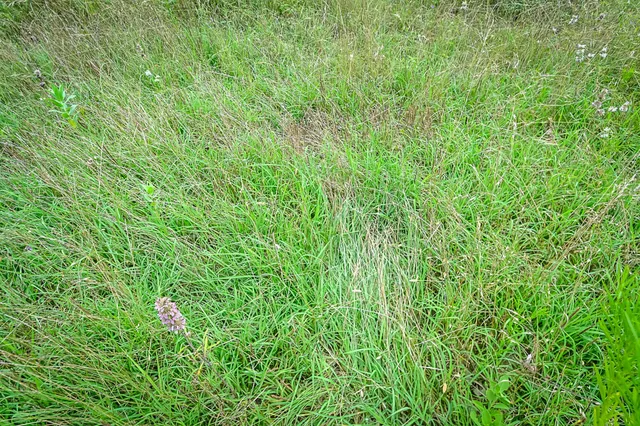 a view of a lush green space