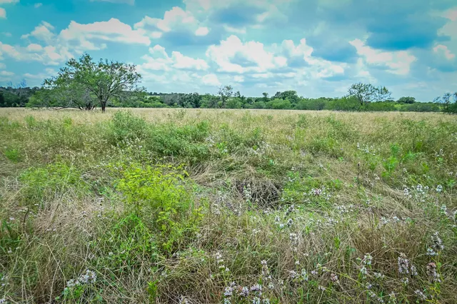 a view of a park with large trees