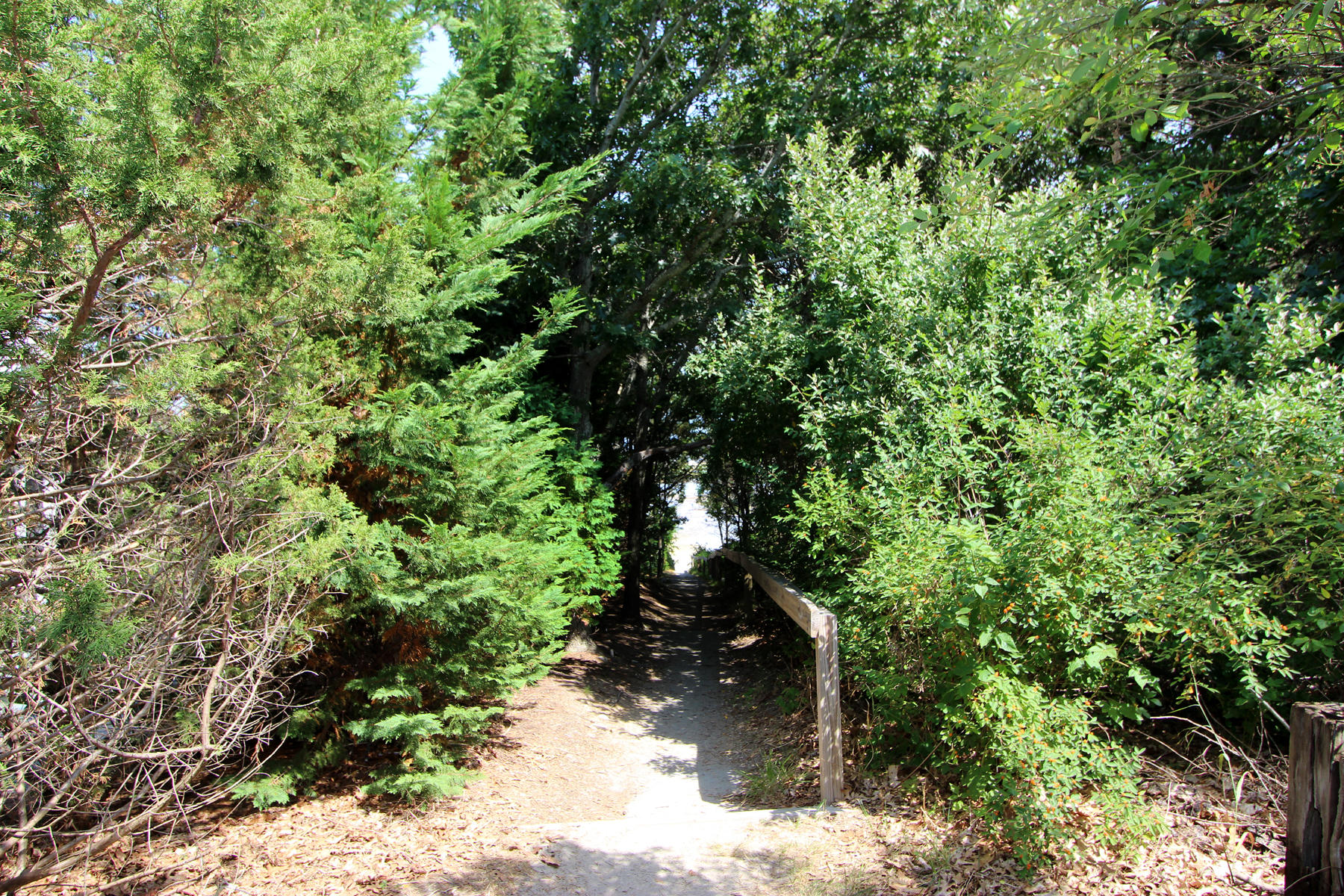 216 Cathedral Road Brewster, MA 02631 - Photo 33 of 56 a view of a forest with a tree
