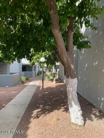 a view of a yard with plants and a large tree