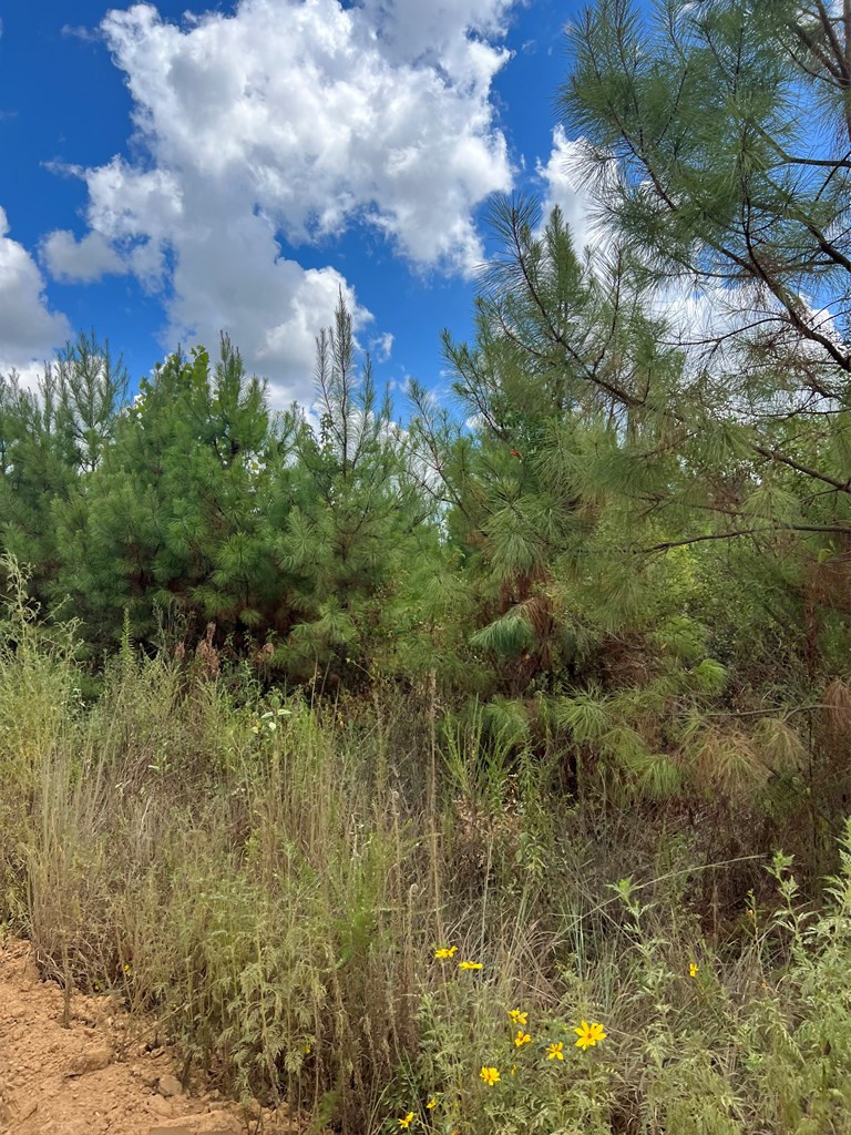 0 Durr Case Road Brookhaven, MS 39601 - Photo 5 of 18 Photo 5