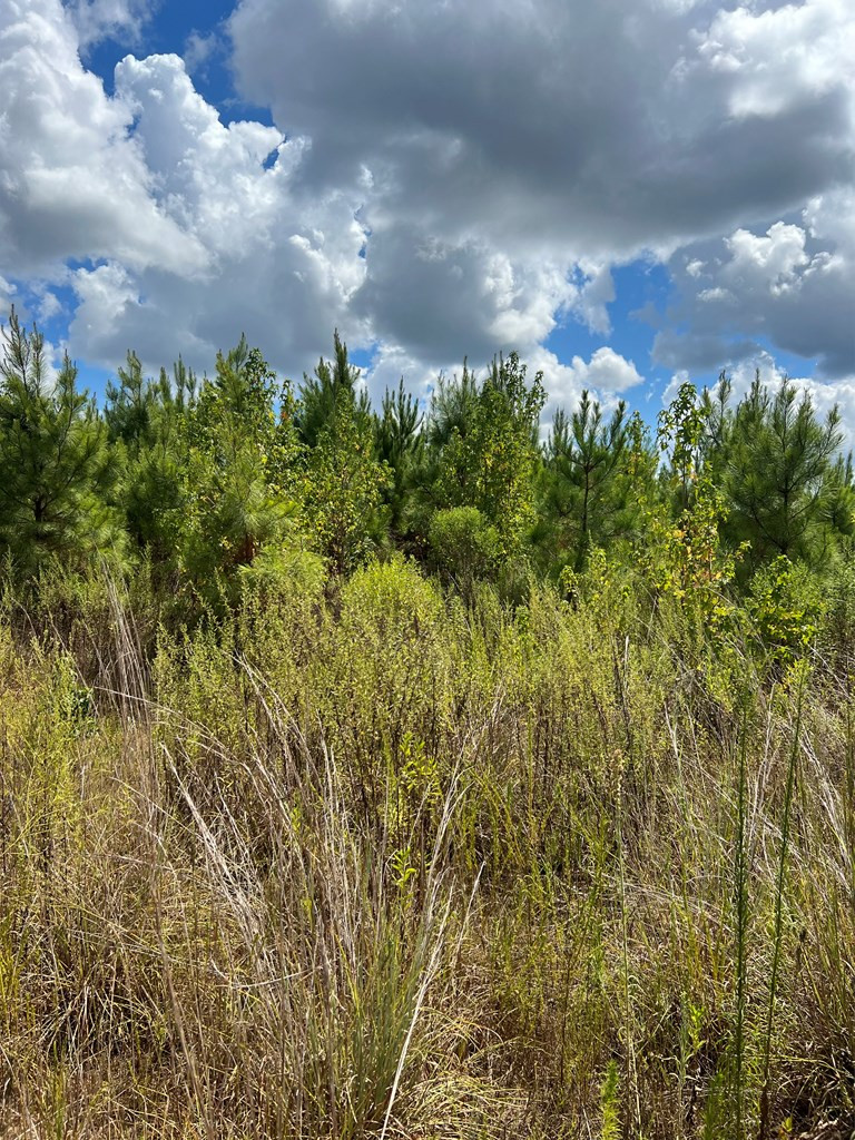 0 Durr Case Road Brookhaven, MS 39601 - Photo 8 of 18 Photo 8