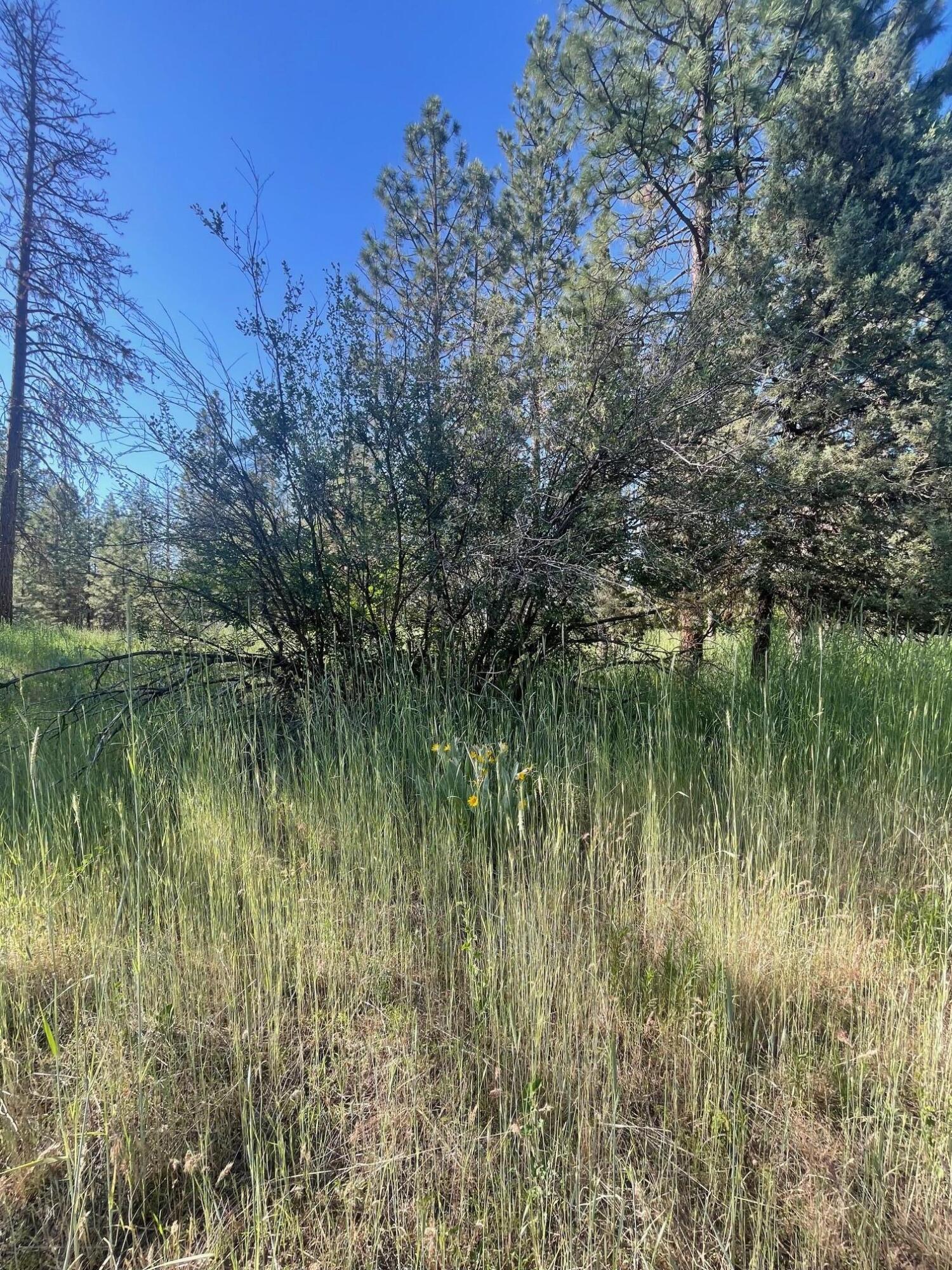 Lee Road McArthur, CA 96056 - Photo 11 of 15 IMG_3498