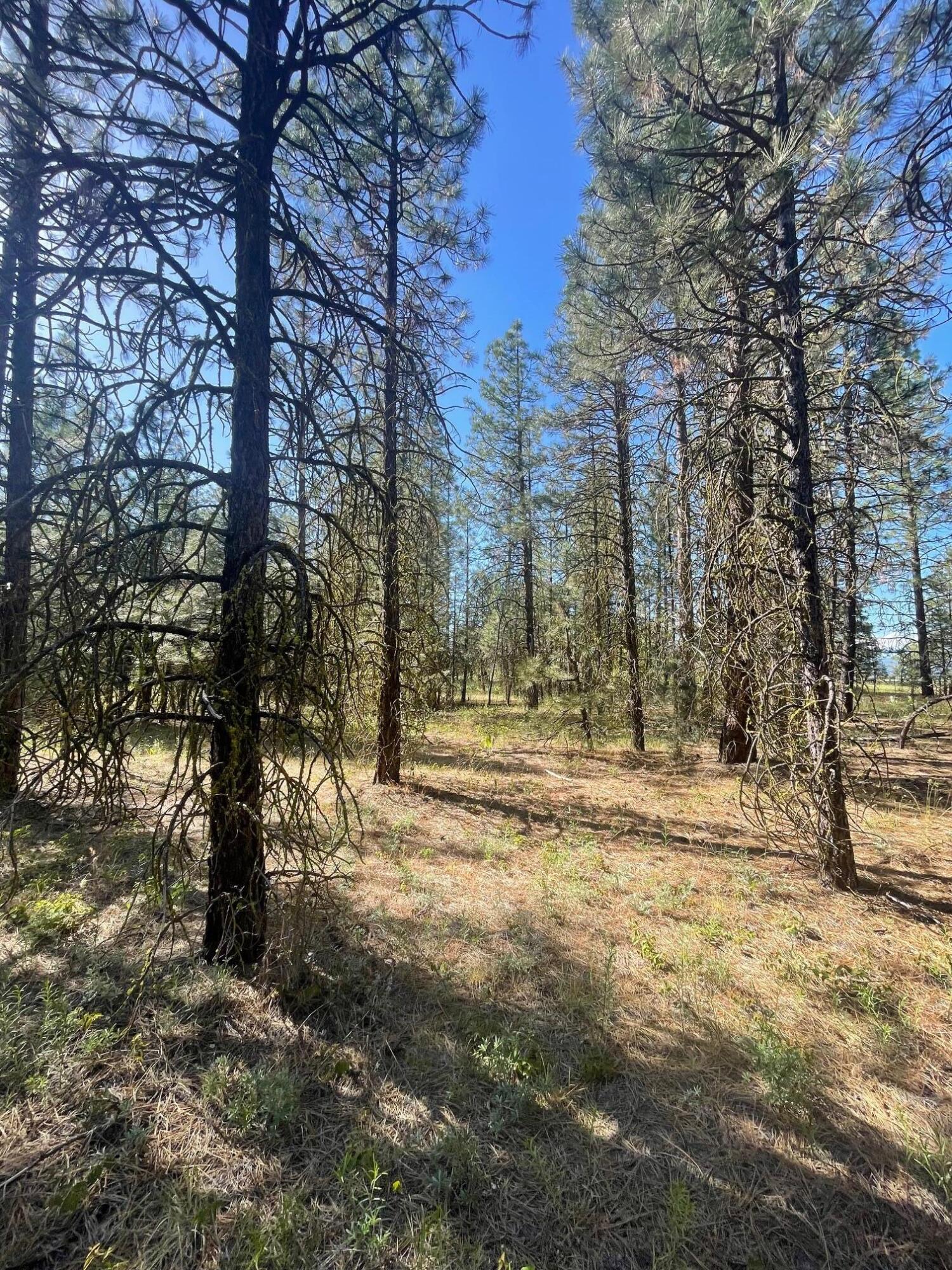 Lee Road McArthur, CA 96056 - Photo 10 of 15 IMG_3495