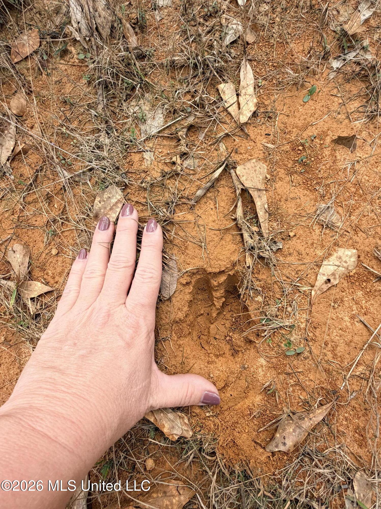 1 Gibson Road McComb, MS 39648 - Photo 3 of 7 IMG_4563