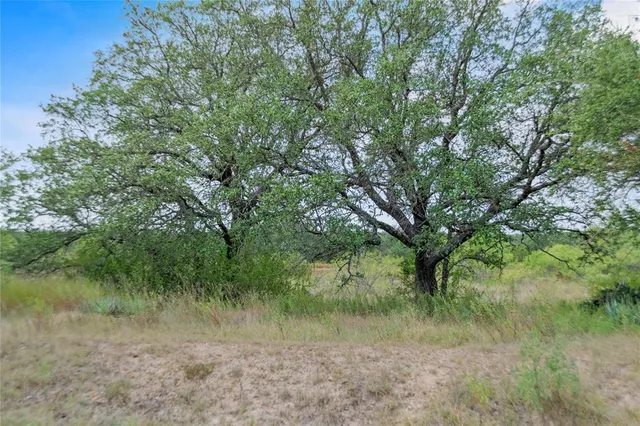 a view of a lush green forest with lots of trees