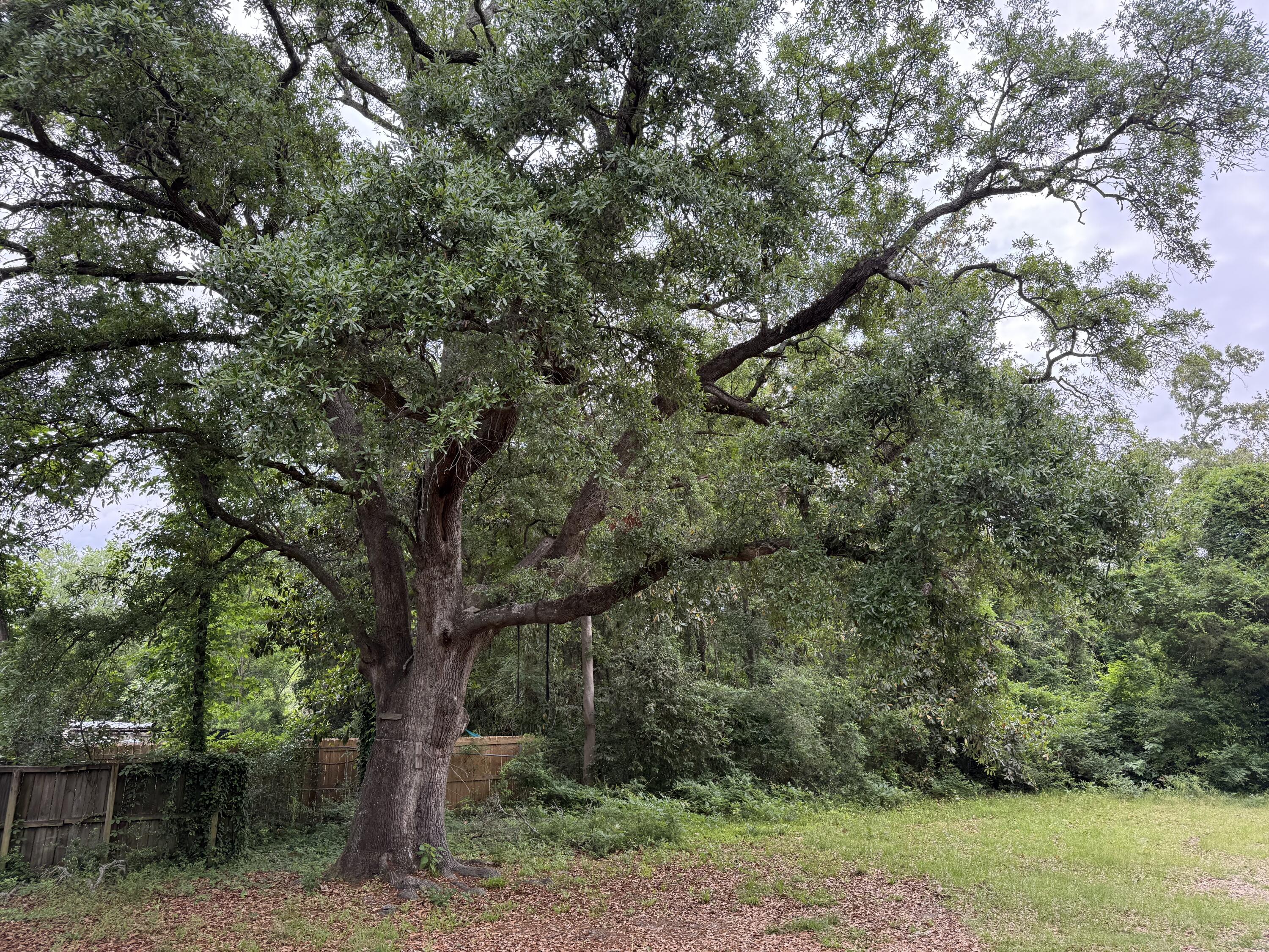 307 Mill Street Walterboro, SC 29488 - Photo 5 of 16 yard