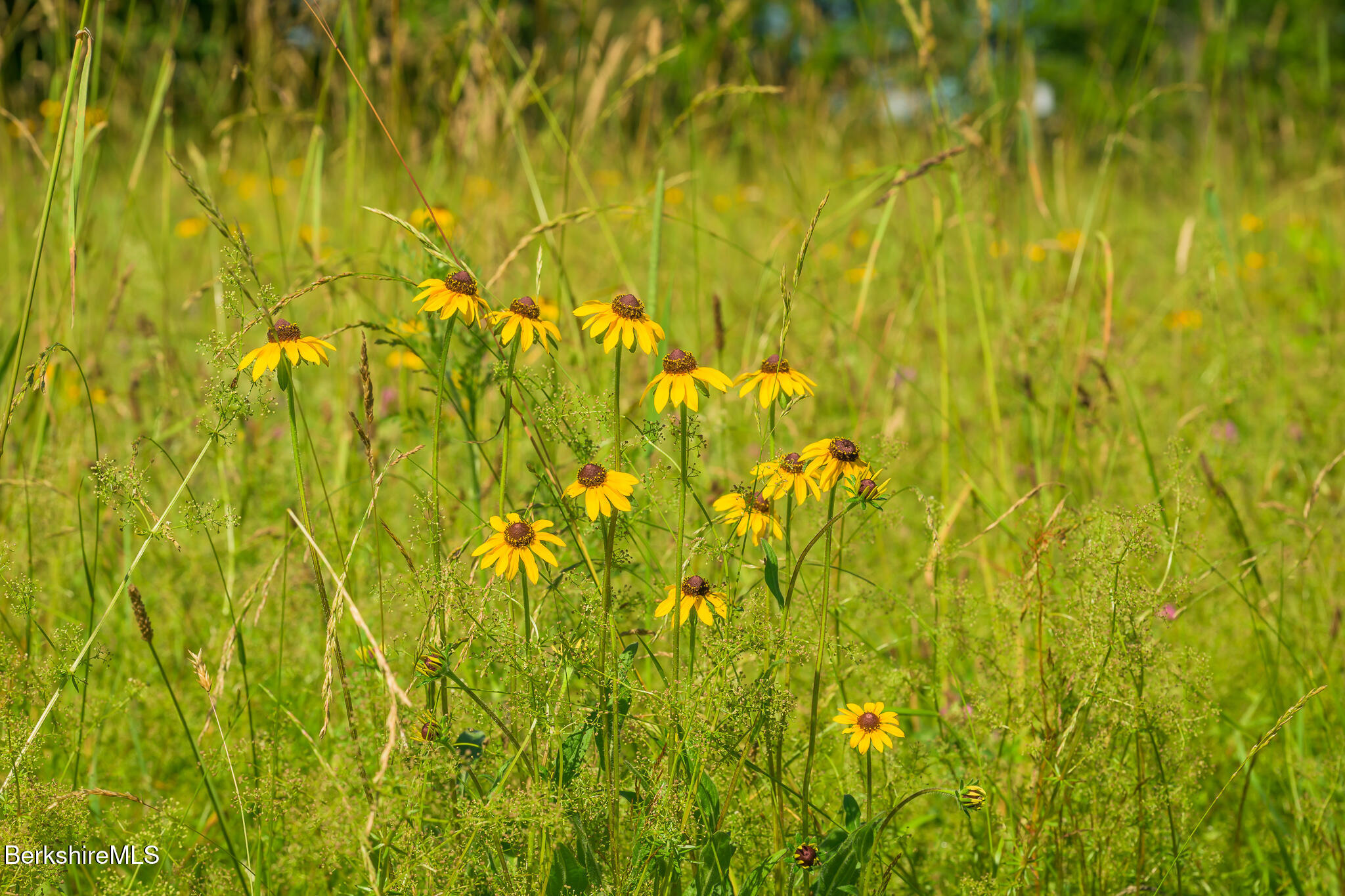 36 Yale Hill Road Stockbridge, MA 01262 - Photo 3 of 60 Meadow with wildflowers