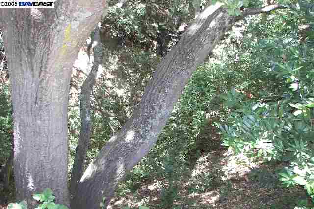 0 Boardwalk San Ramon, CA 94583 - Photo 7 of 9 a picture of tree