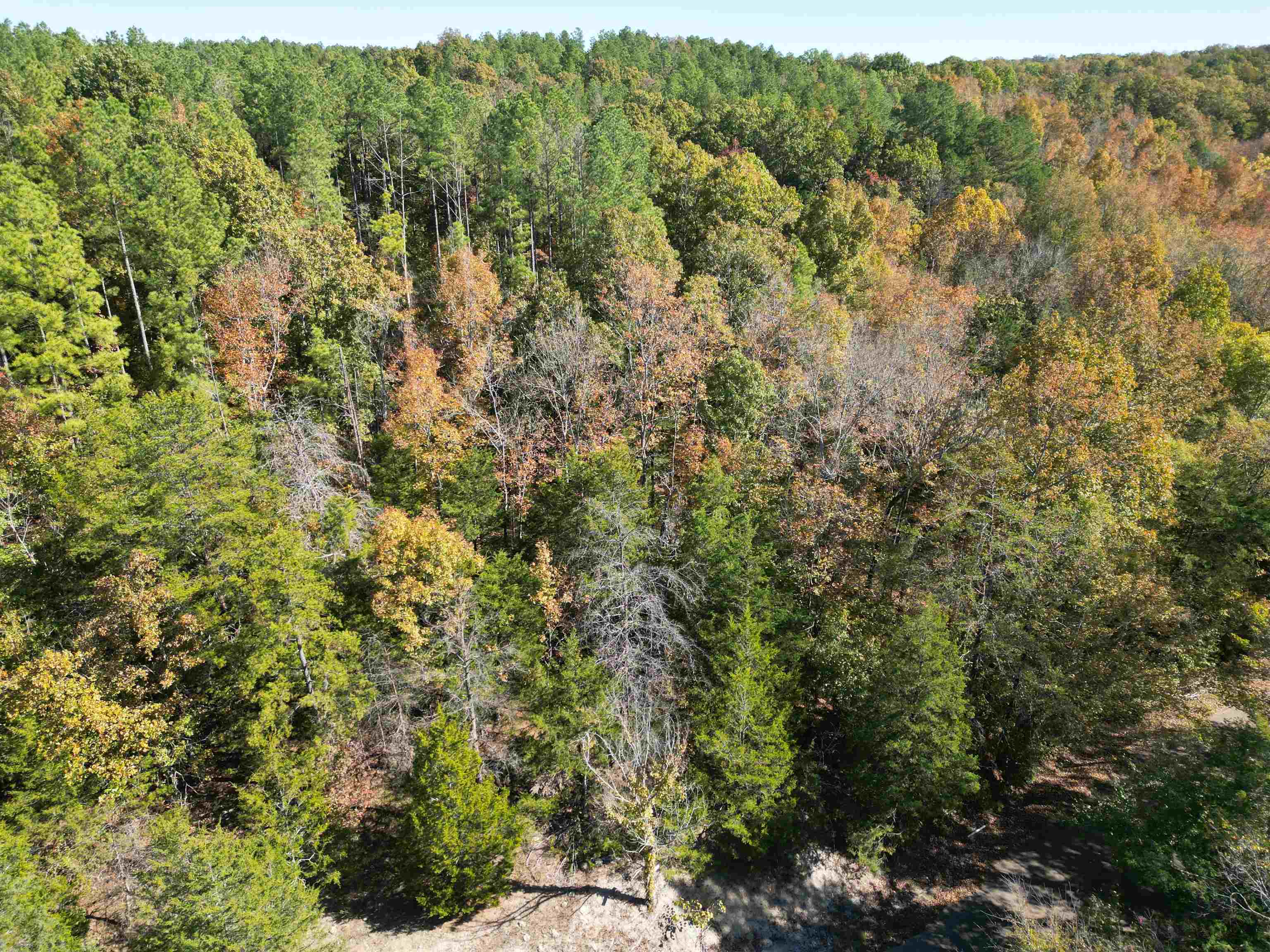 6 Cherry Chapel Loop Savannah, TN 38372 - Photo 1 of 18 a view of a forest with lush green forest