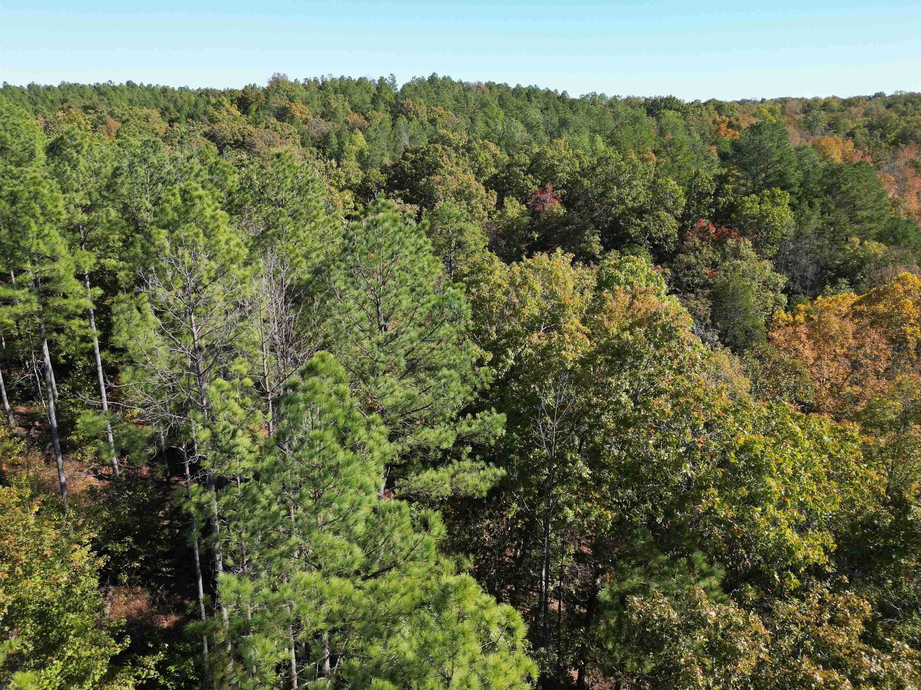 6 Cherry Chapel Loop Savannah, TN 38372 - Photo 16 of 18 a view of a forest with a forest