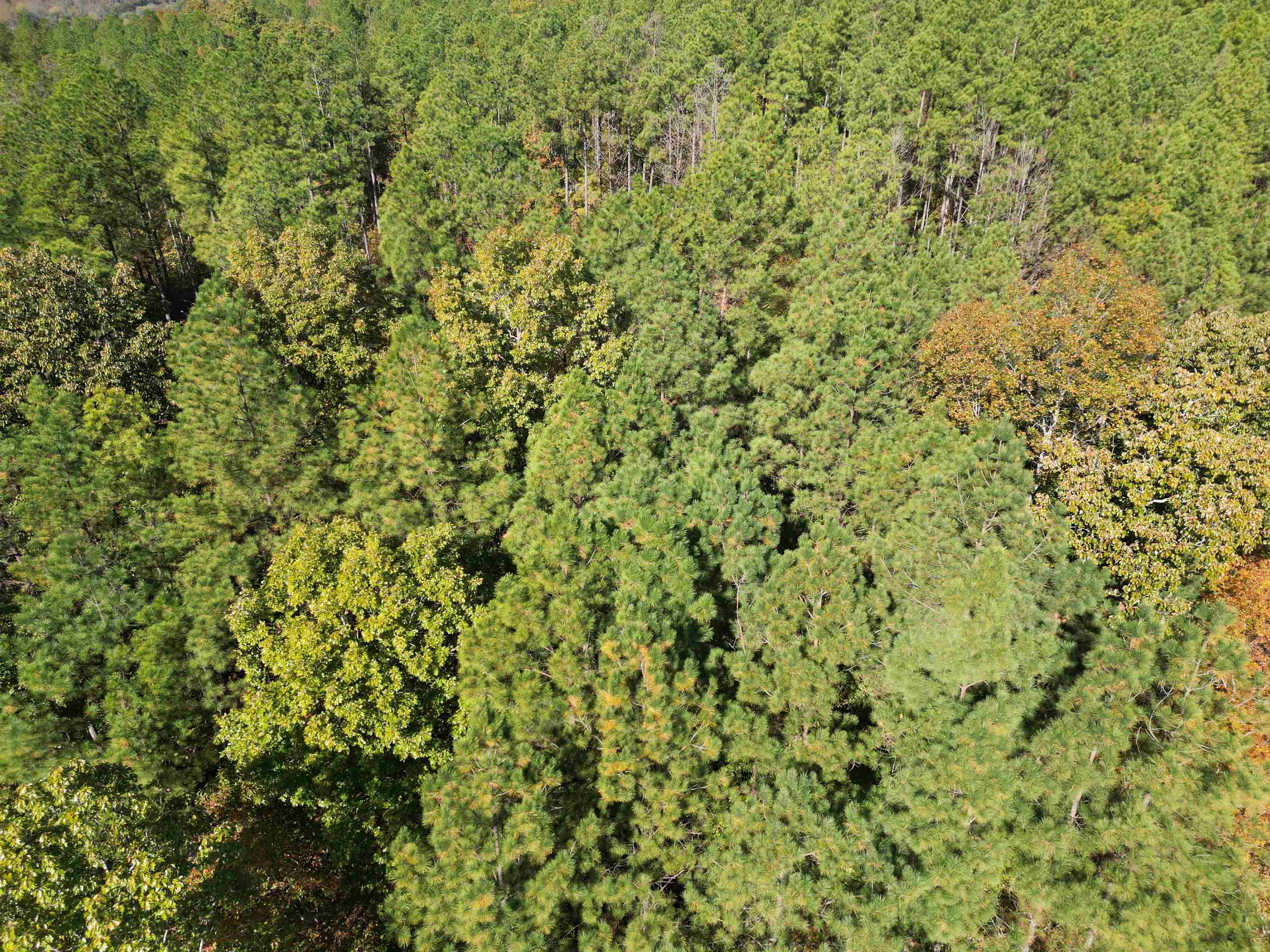 6 Cherry Chapel Loop Savannah, TN 38372 - Photo 18 of 18