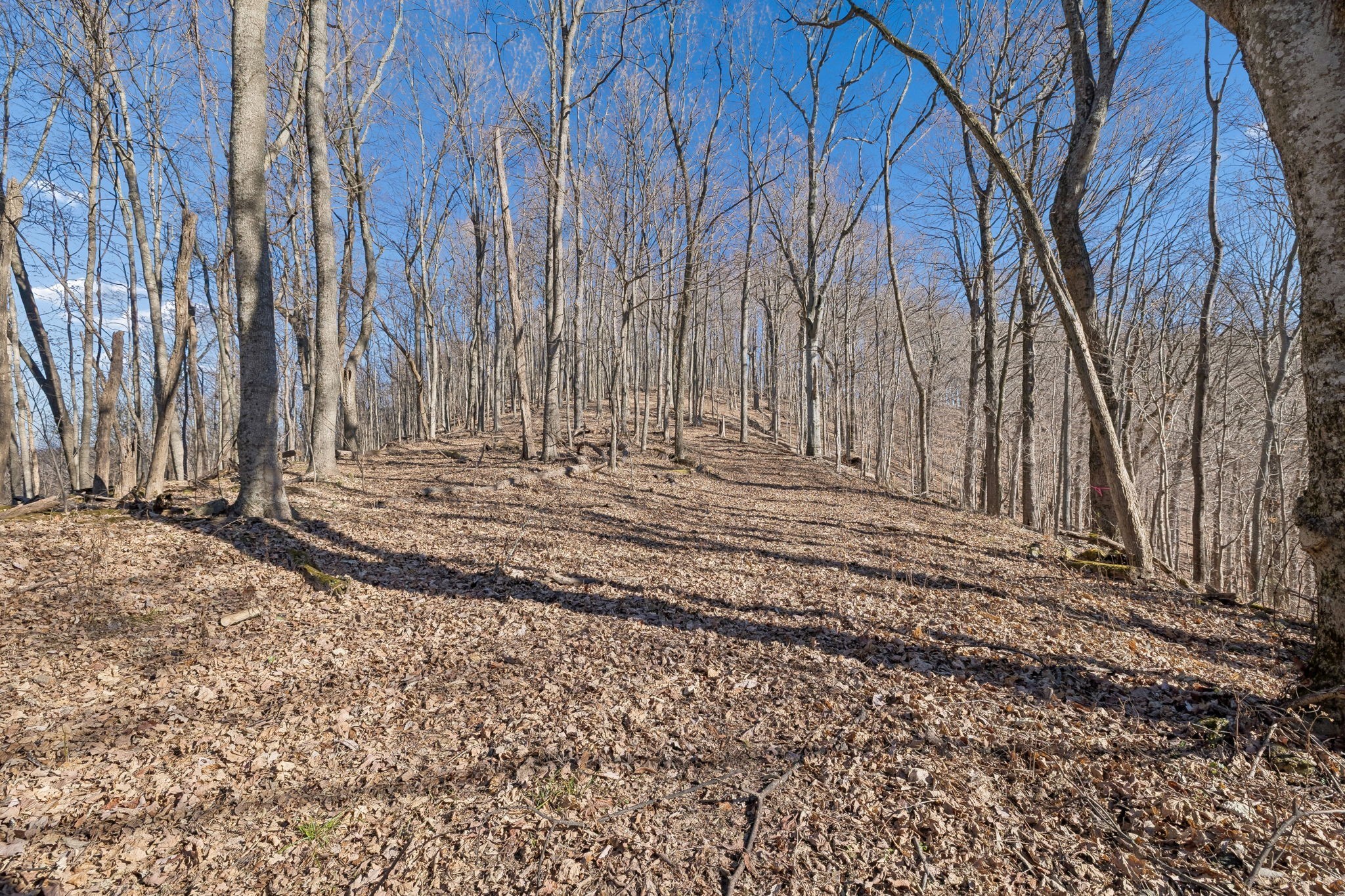 215 Hickman Creek Road South Hickman, TN 38567 - Photo 57 of 98 a view of a backyard with large trees