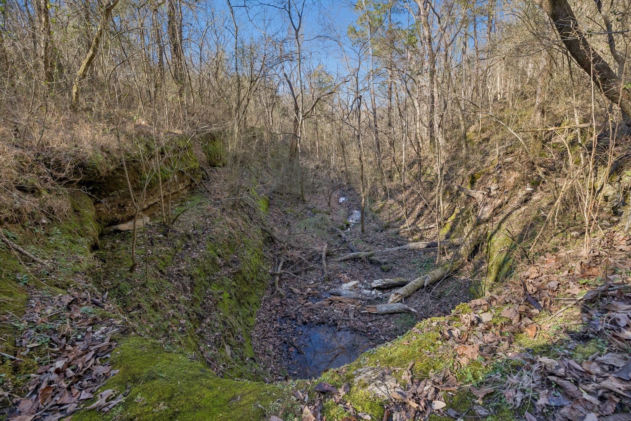 215 Hickman Creek Road South Hickman, TN 38567 - Photo 74 of 98 a view of a forest with a tree