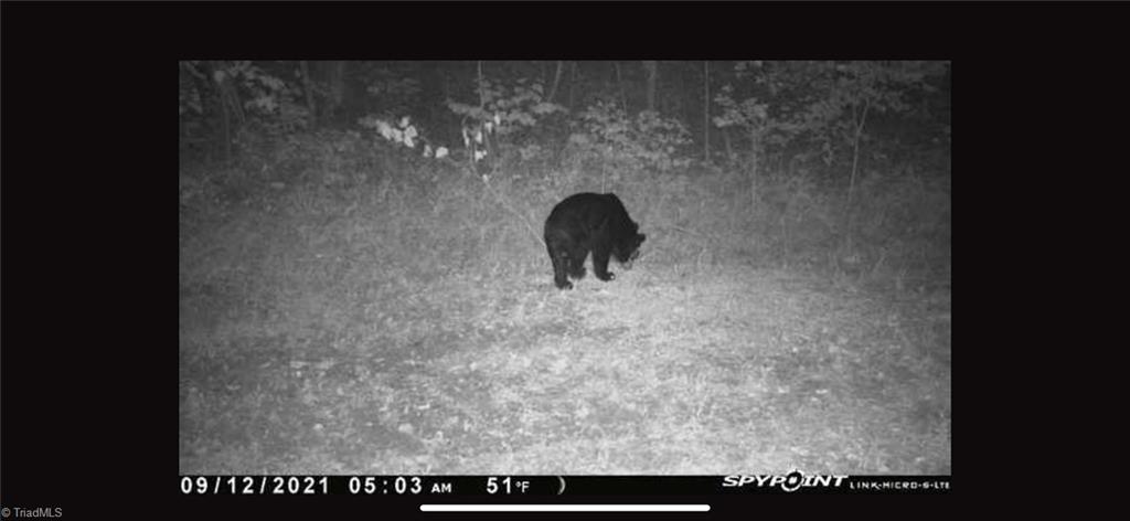 0 Puppy Farm Creek Road Stuart, VA 24171 - Photo 22 of 23 Gallery Image 22