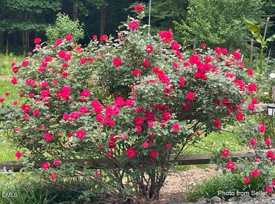 450 Ryan Road Pittsboro, NC 27312 - Photo 73 of 81 Mature Roses