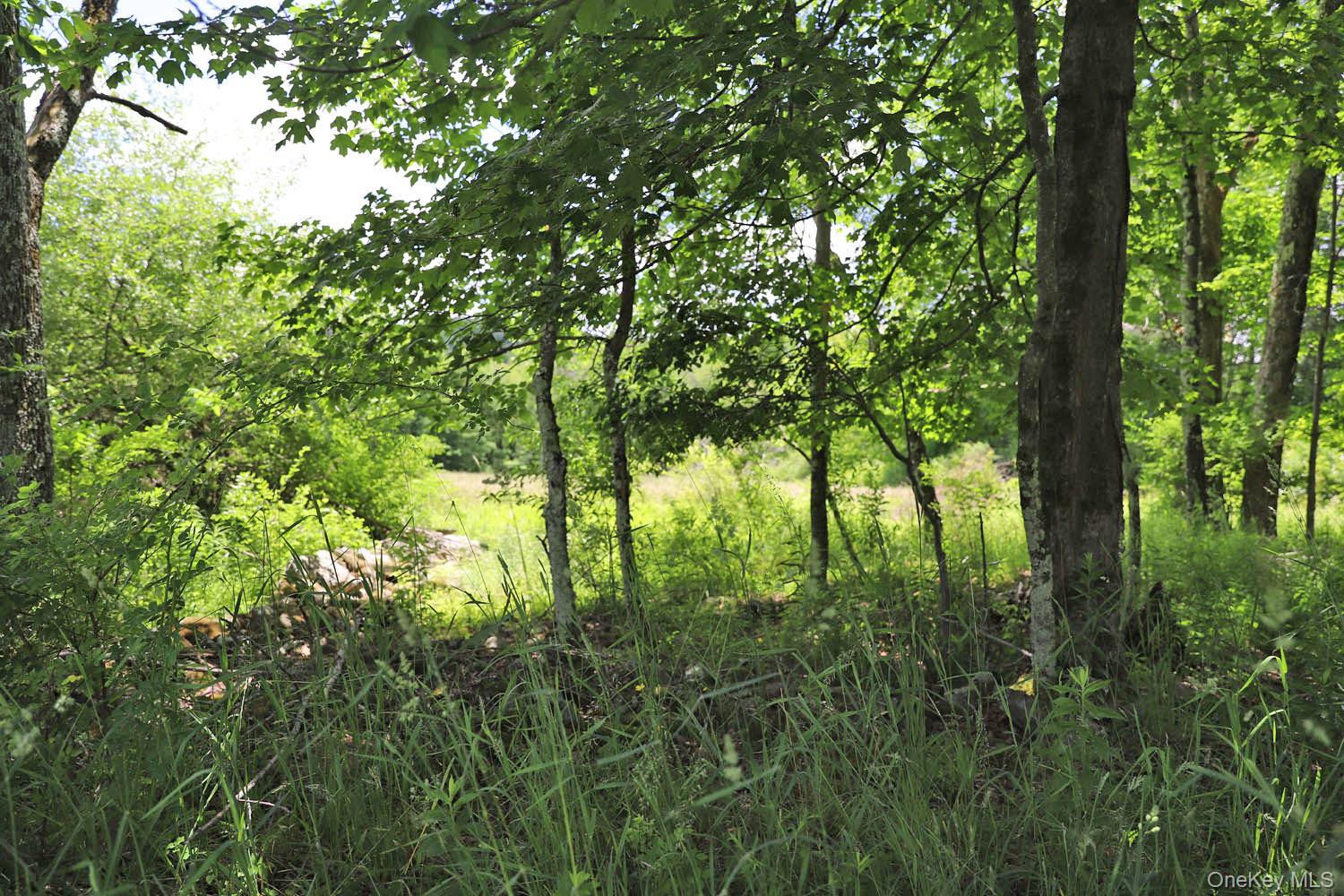 Dietz Road Callicoon Center, NY 12724 - Photo 19 of 24 Inside the treeline