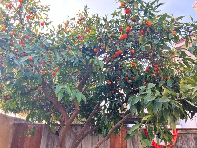 $2,595 | 884 Shelborne Drive, Tracy, CA 95377