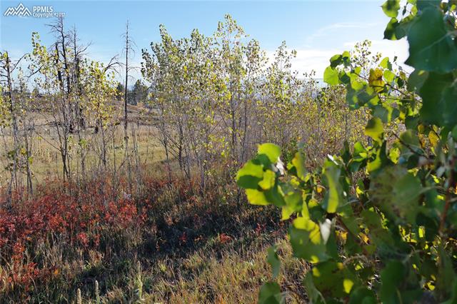 13475 Holmes Road Colorado Springs, CO 80908 - Photo 9 of 17
