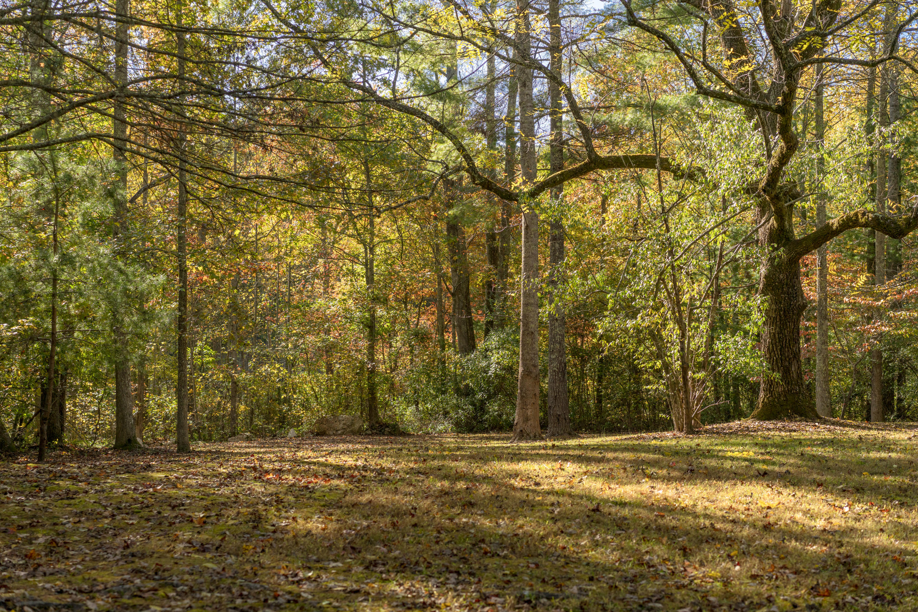 171 Massingale Road Tellico Plains, TN 37385 - Photo 8 of 51 _DSC6955