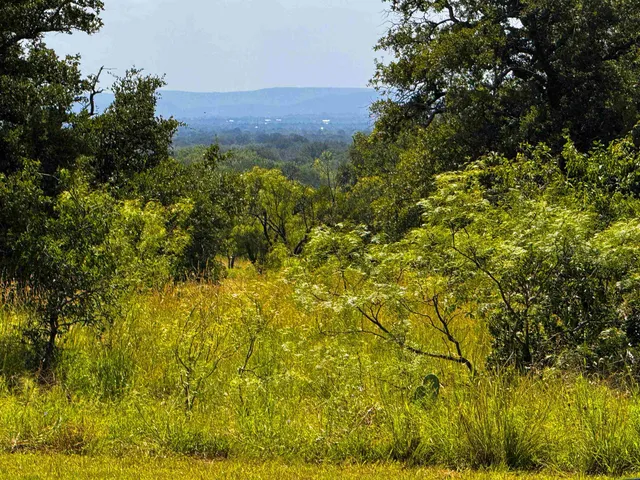 a view of a bunch of plants and trees