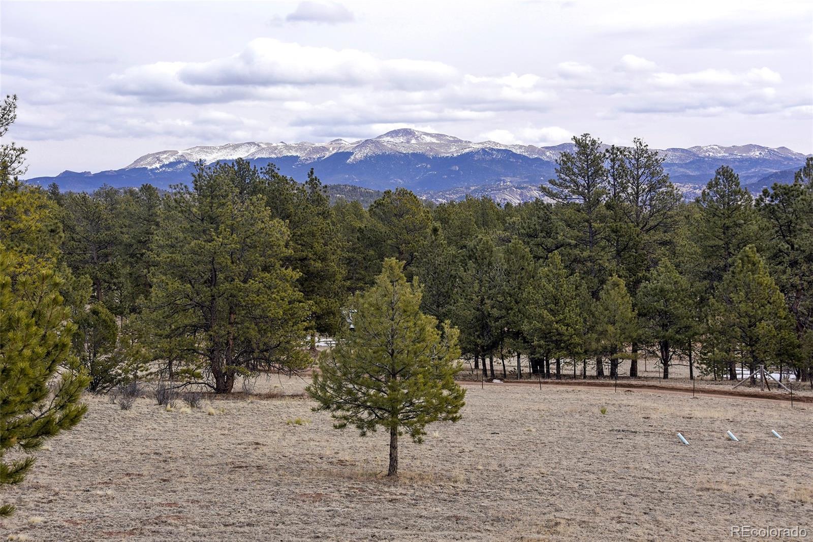 111 Twinkle Road Guffey, CO 80820 - Photo 37 of 39 a view of a yard with a tree