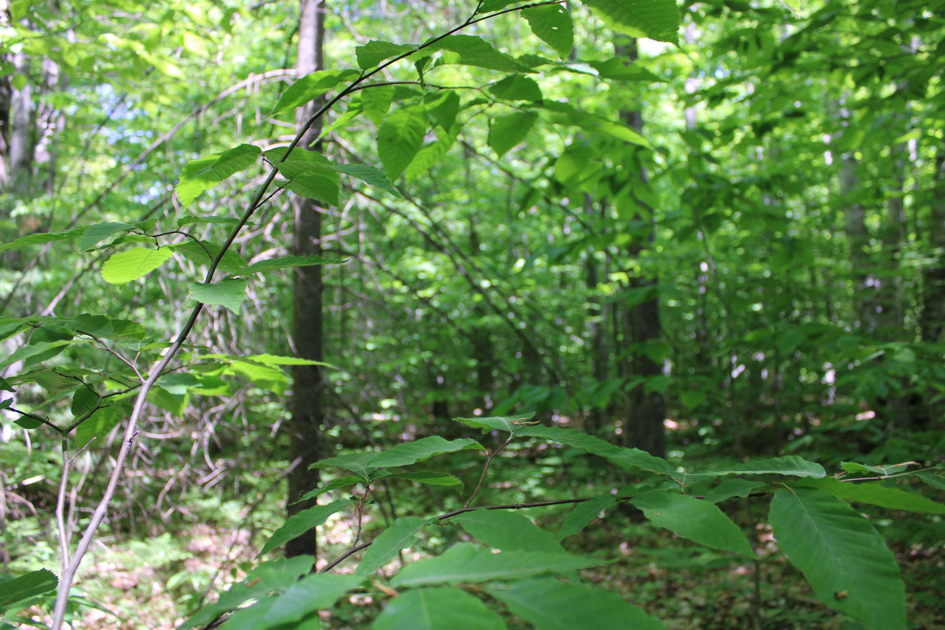 Vl Squaw Lake Road Kalkaska, MI 49646 - Photo 10 of 21