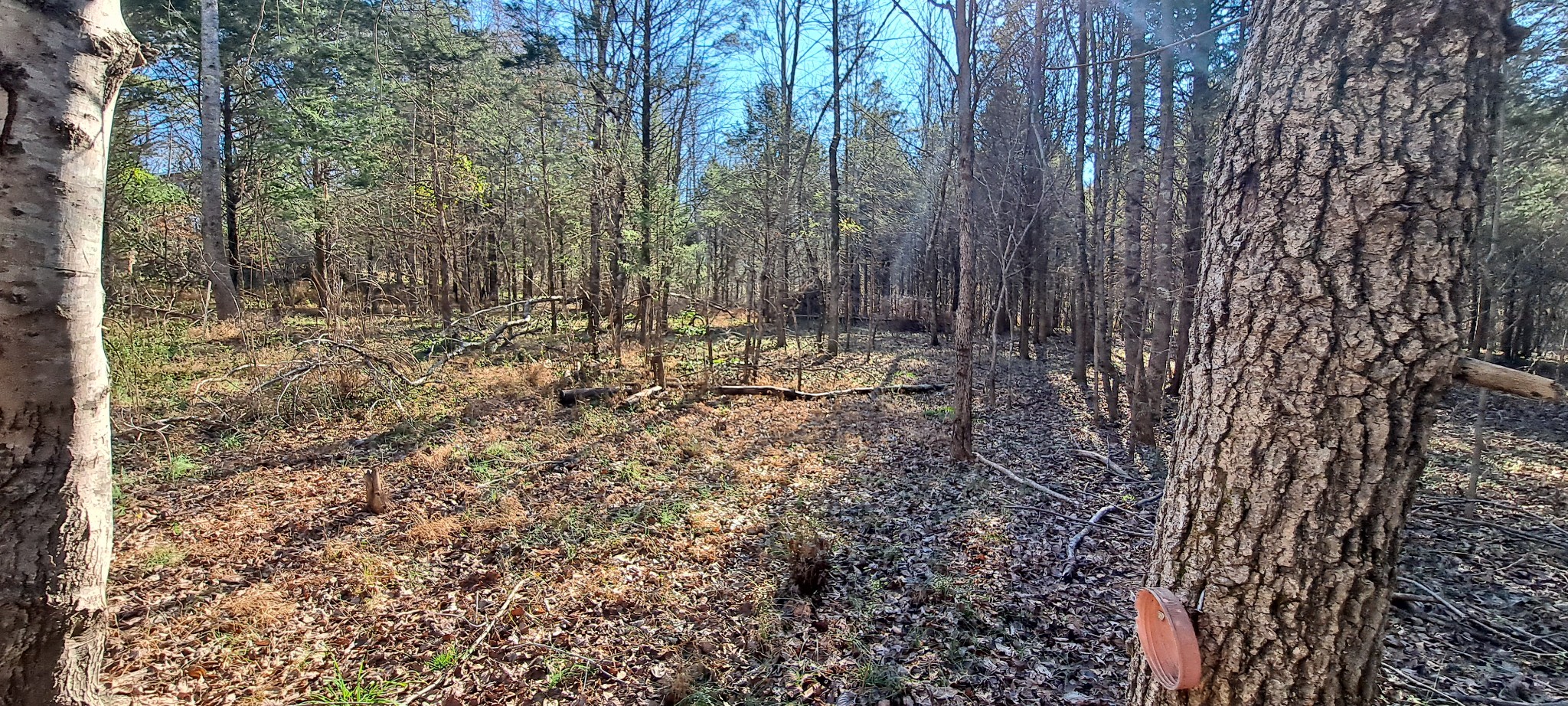 0 Northwest Piney Road Dickson, TN 37055 - Photo 11 of 23 a view of a forest with trees in the background
