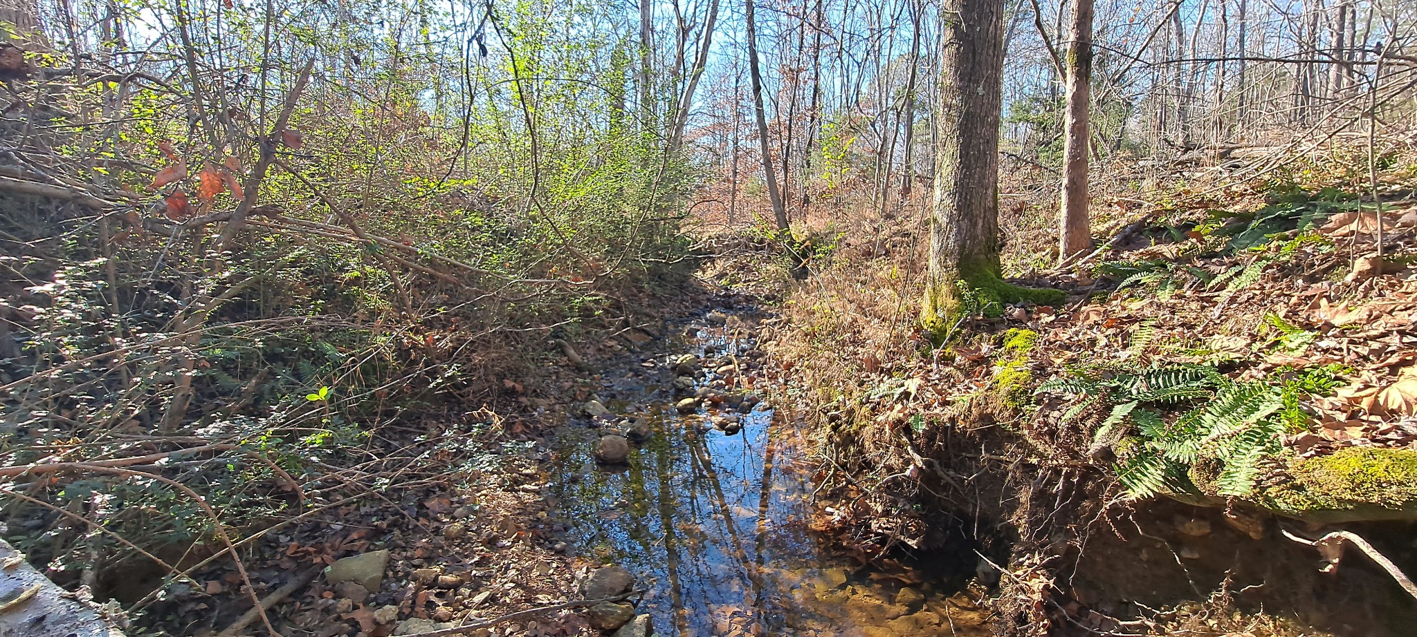0 Northwest Piney Road Dickson, TN 37055 - Photo 12 of 23 a backyard of a building with lots of trees