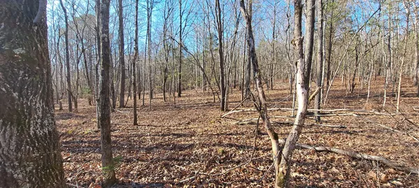 a view of a bunch of trees