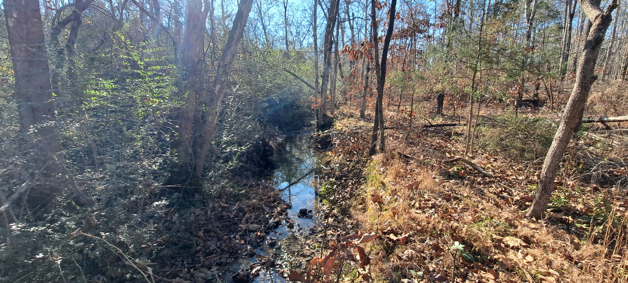 0 Northwest Piney Road Dickson, TN 37055 - Photo 14 of 23 a view of a forest that has large trees