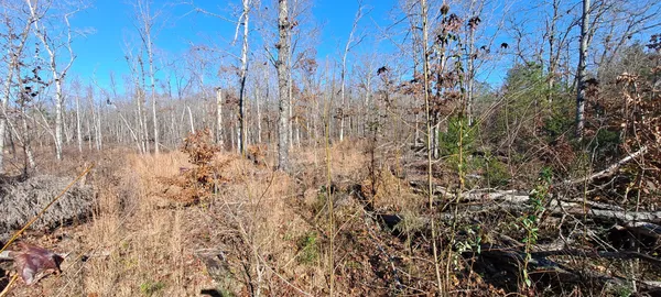 a view of forest