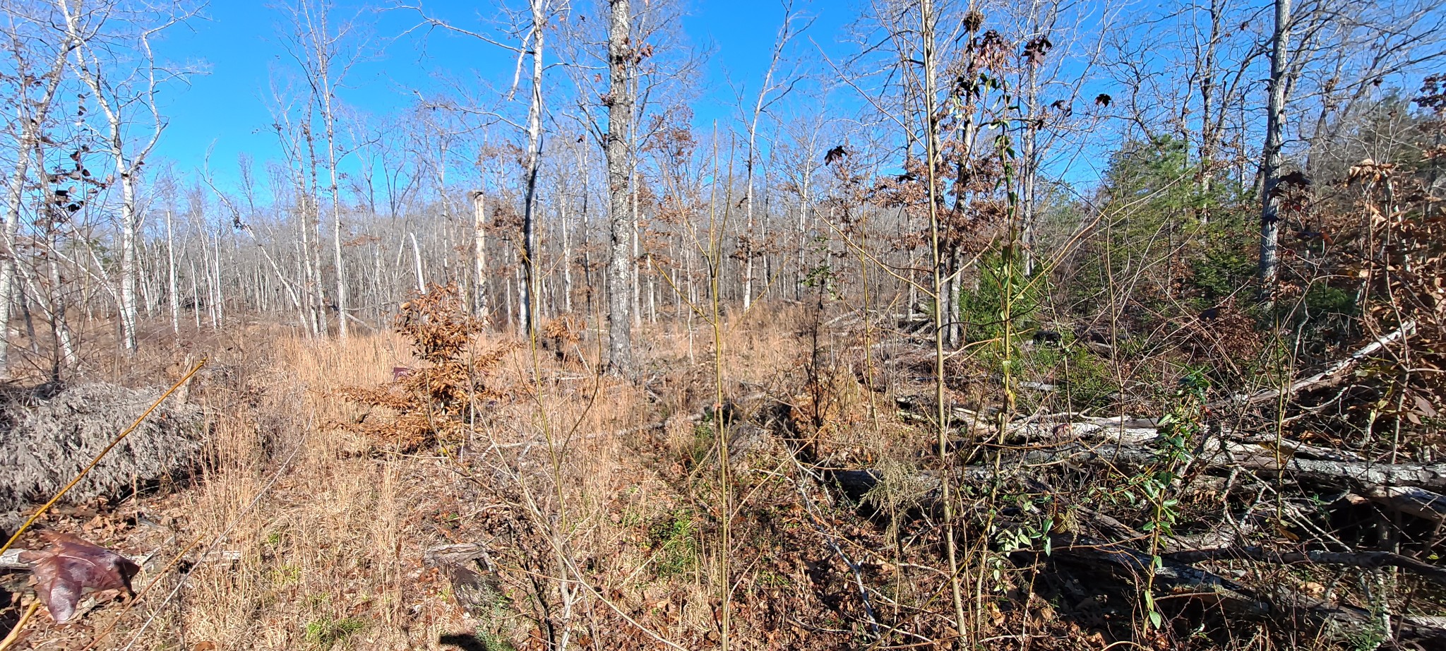 0 Northwest Piney Road Dickson, TN 37055 - Photo 16 of 23 a view of a bunch of trees