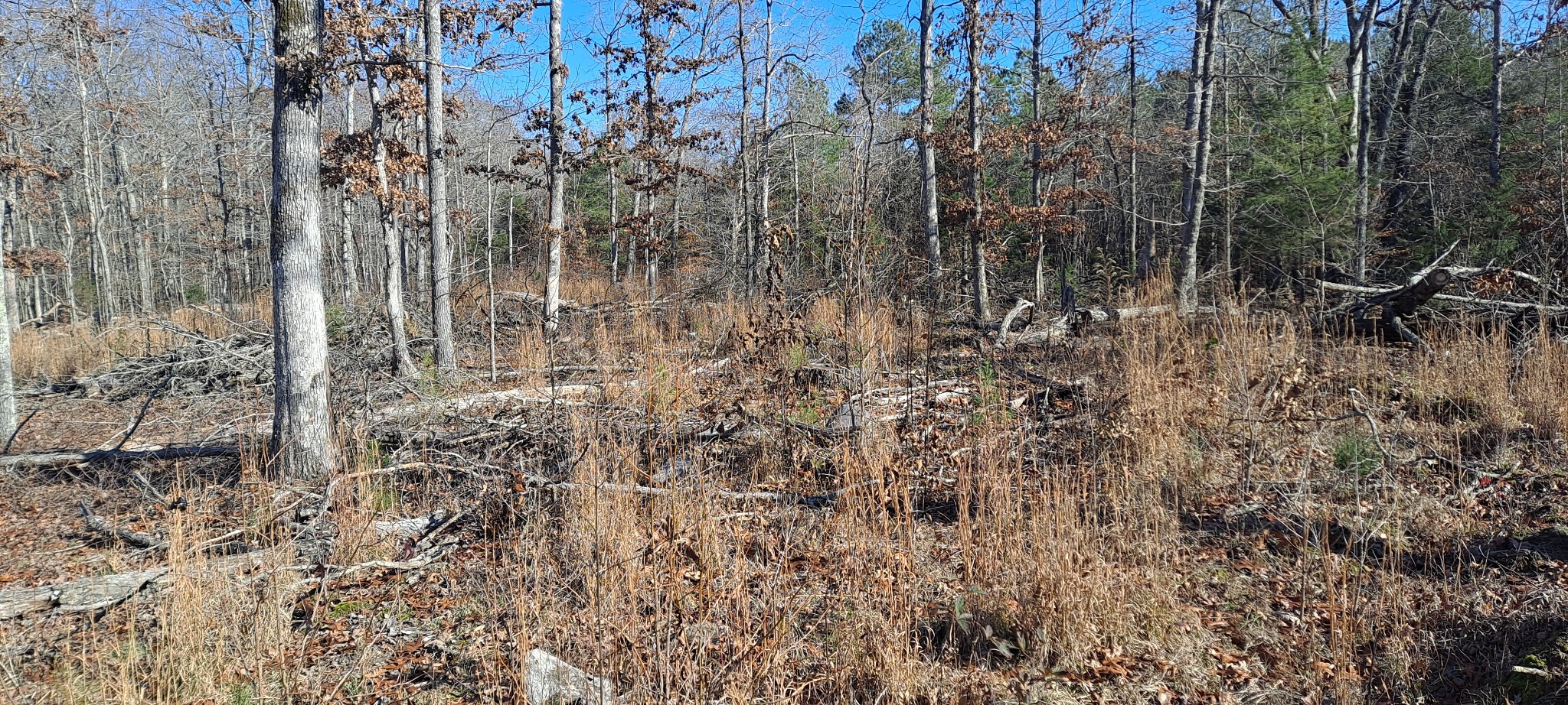 0 Northwest Piney Road Dickson, TN 37055 - Photo 17 of 23 a view of forest
