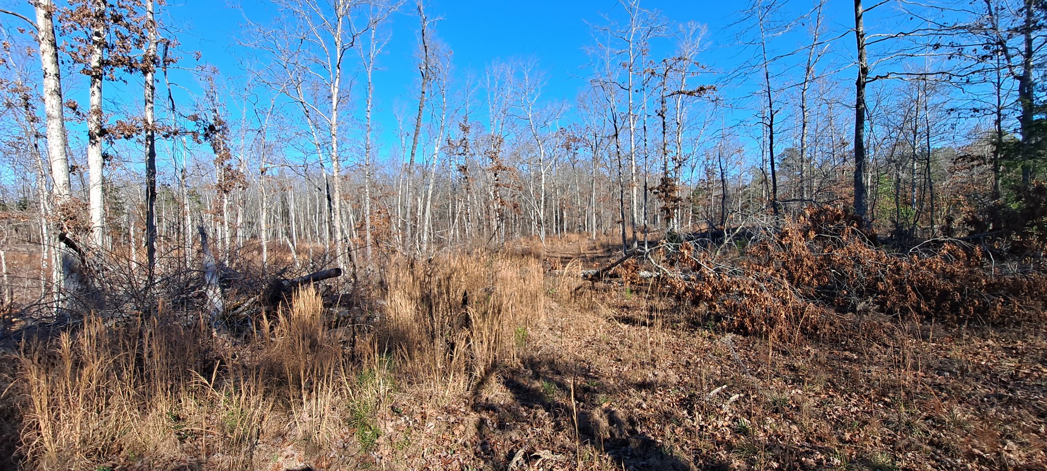 0 Northwest Piney Road Dickson, TN 37055 - Photo 18 of 23 a view of lots of trees