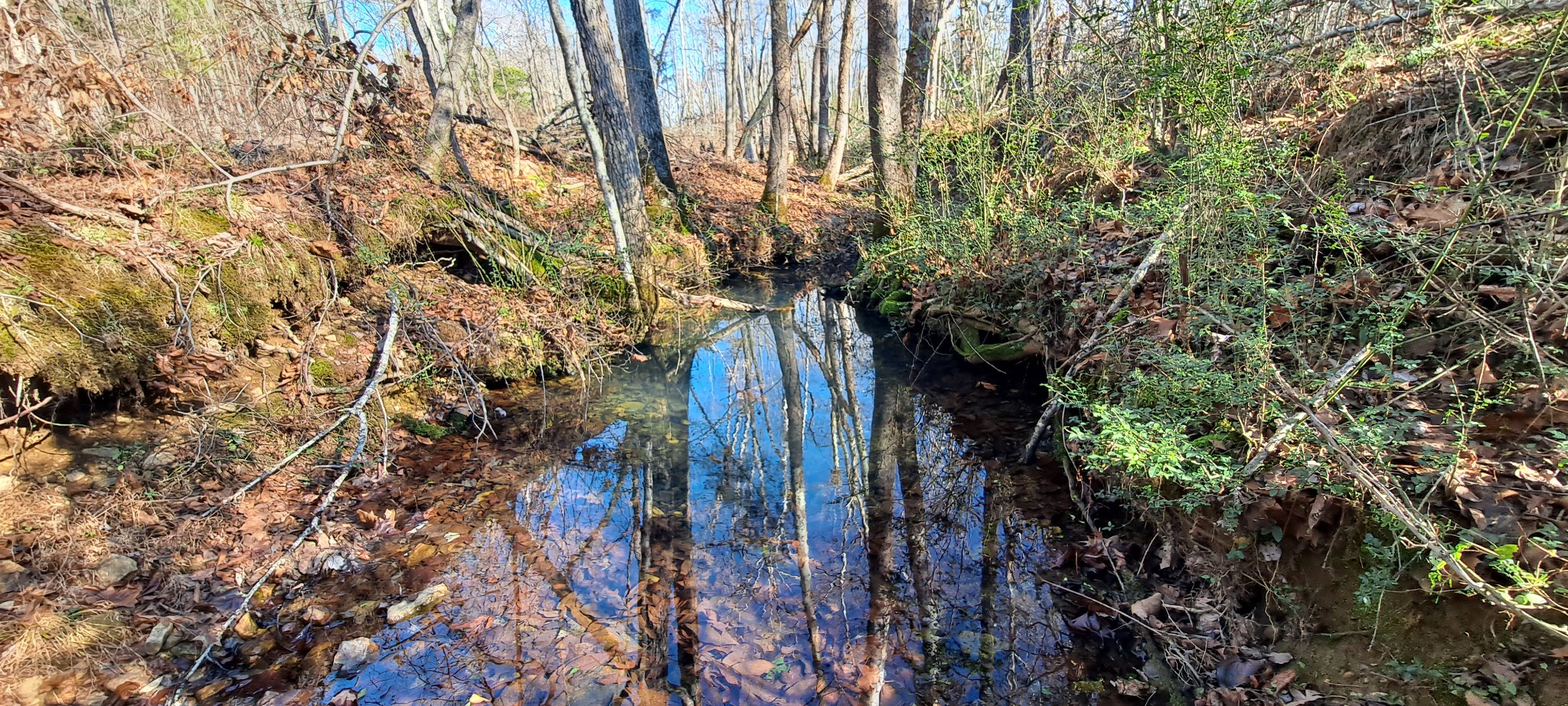 0 Northwest Piney Road Dickson, TN 37055 - Photo 3 of 23 a view of a tree in a forest
