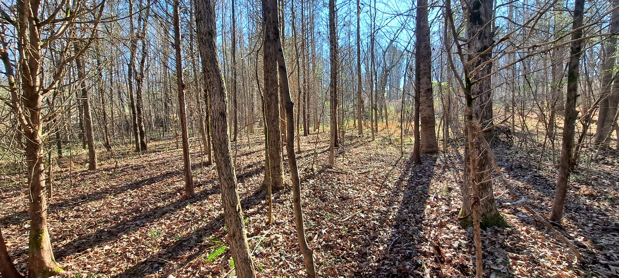 0 Northwest Piney Road Dickson, TN 37055 - Photo 4 of 23 a view of outdoor space and garden