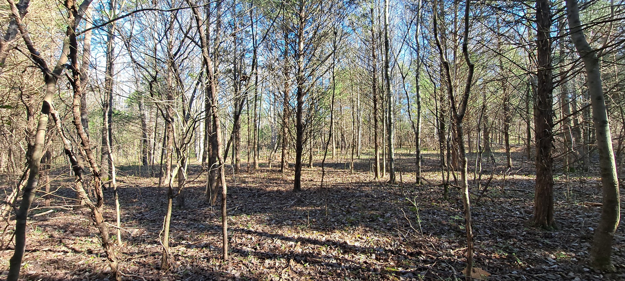 0 Northwest Piney Road Dickson, TN 37055 - Photo 5 of 23 a view of outdoor space with deck
